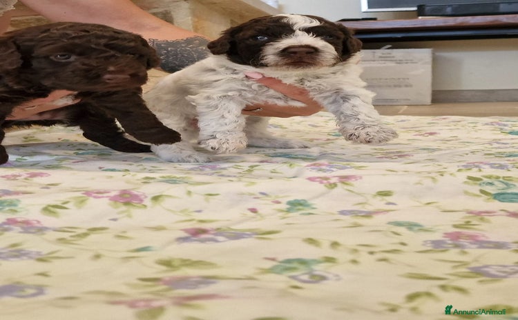 Lagotto cani - Annuncio 2