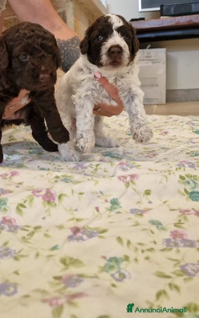 Lagotto cani - Annuncio 2