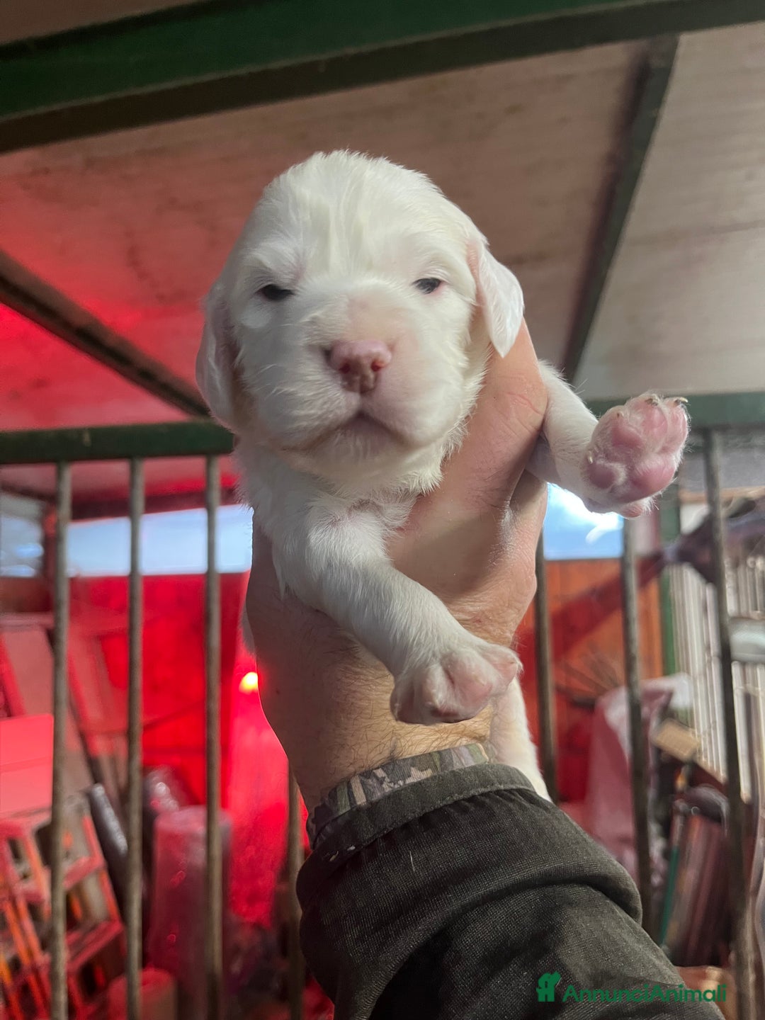 Setter Inglese cani in vendita: Cuccioli setter inglese  - Annuncio 2