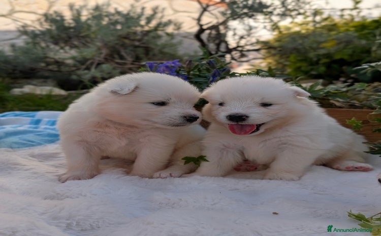 Samoiedo cani a Provincia di Padova - Annuncio 8
