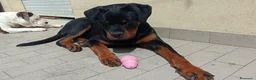 Rottweiler cani per accoppiamento: Cercasifemminarotweiller con pedigree daccoppiare a Provincia di Perugia - Annuncio 6