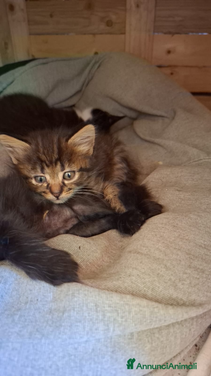 Altre razze gatti in regalo: 4 bellissimi gattini/e vivaci - Annuncio 10