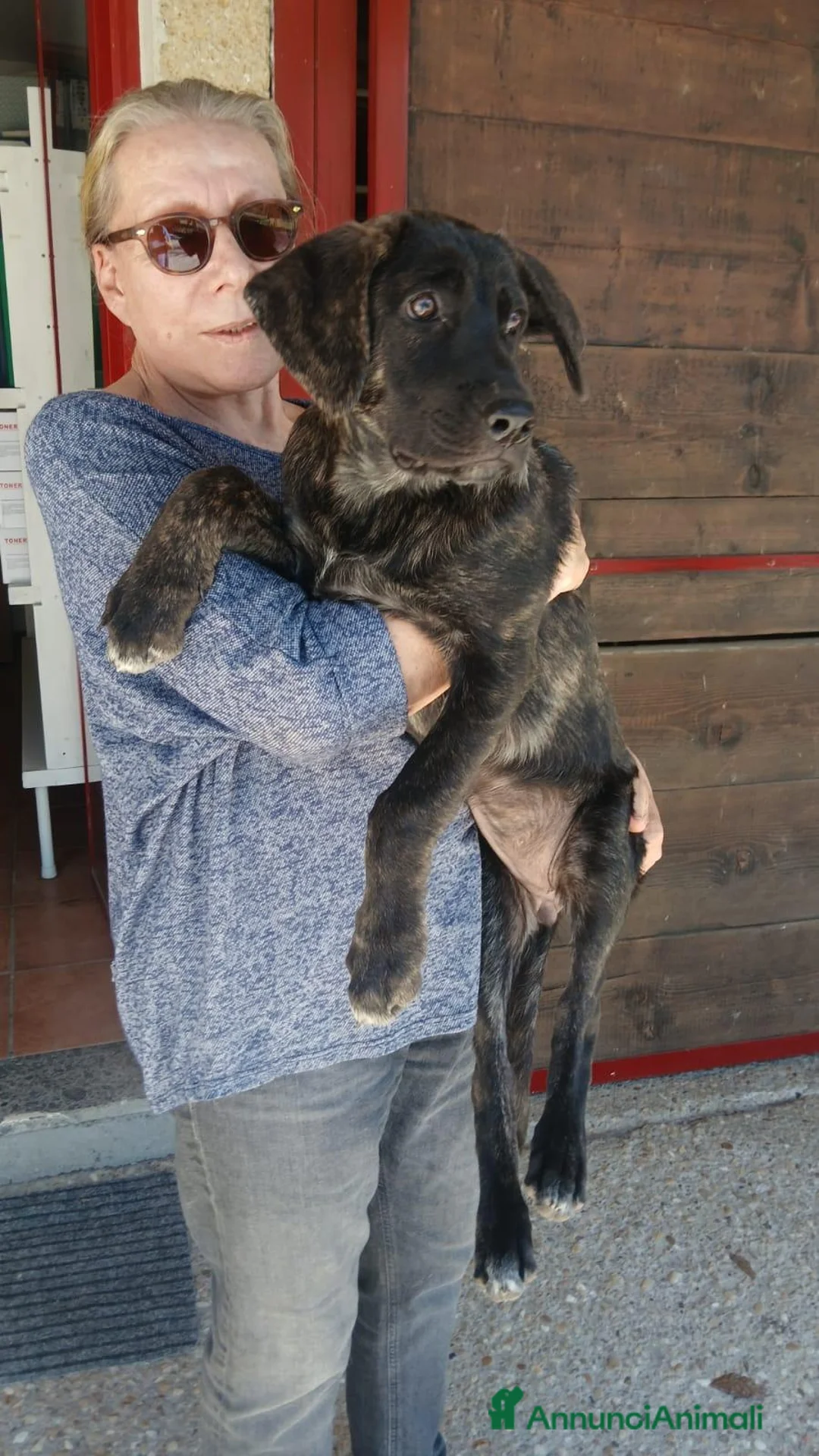 Meticcio cani in regalo: LA DOLCE BETH HA BISOGNO DI TE, IN ADOZIONE - Annuncio 4