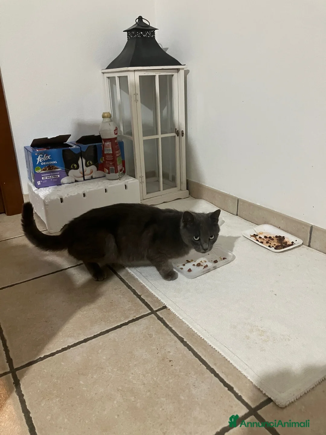 Certosino gatti in regalo: Bella gattina certosina cerca casa o proprietario - Annuncio 2