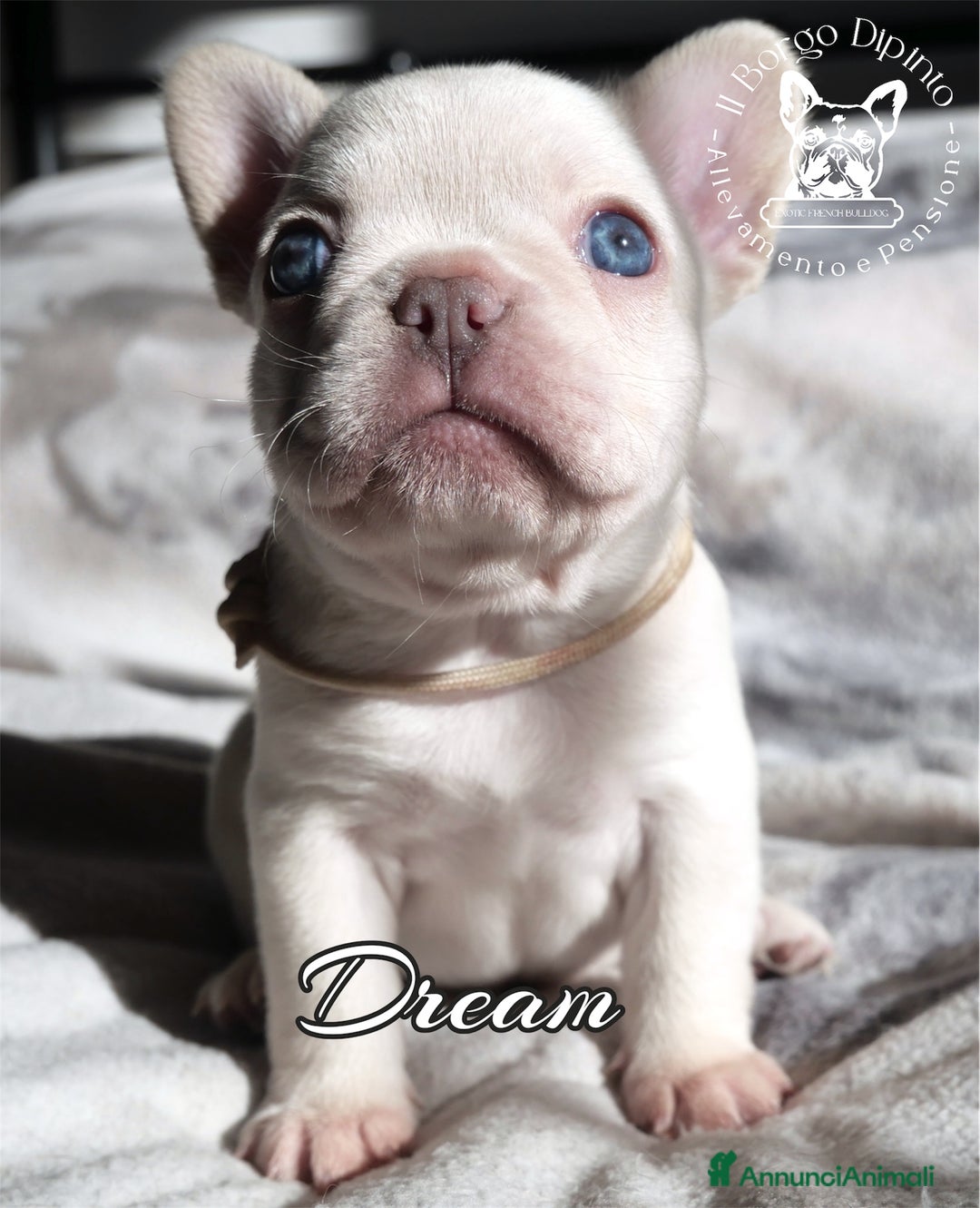 Bulldog Francese cani in vendita: Cuccioli bulldog francese esotico - Annuncio 4