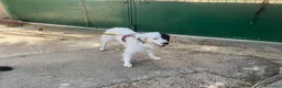 Meticcio cani in regalo: DOLCISSIMA SISSI - Annuncio 9