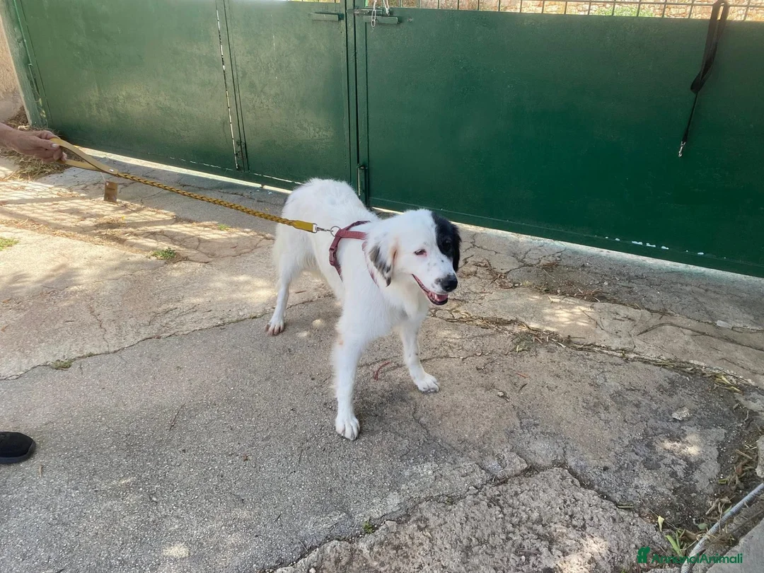 Meticcio cani in regalo: DOLCISSIMA SISSI - Annuncio 9