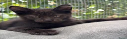 Maine Coon gatti in vendita: Maschietto nero di maine coon (Black Velvet) - Annuncio 24