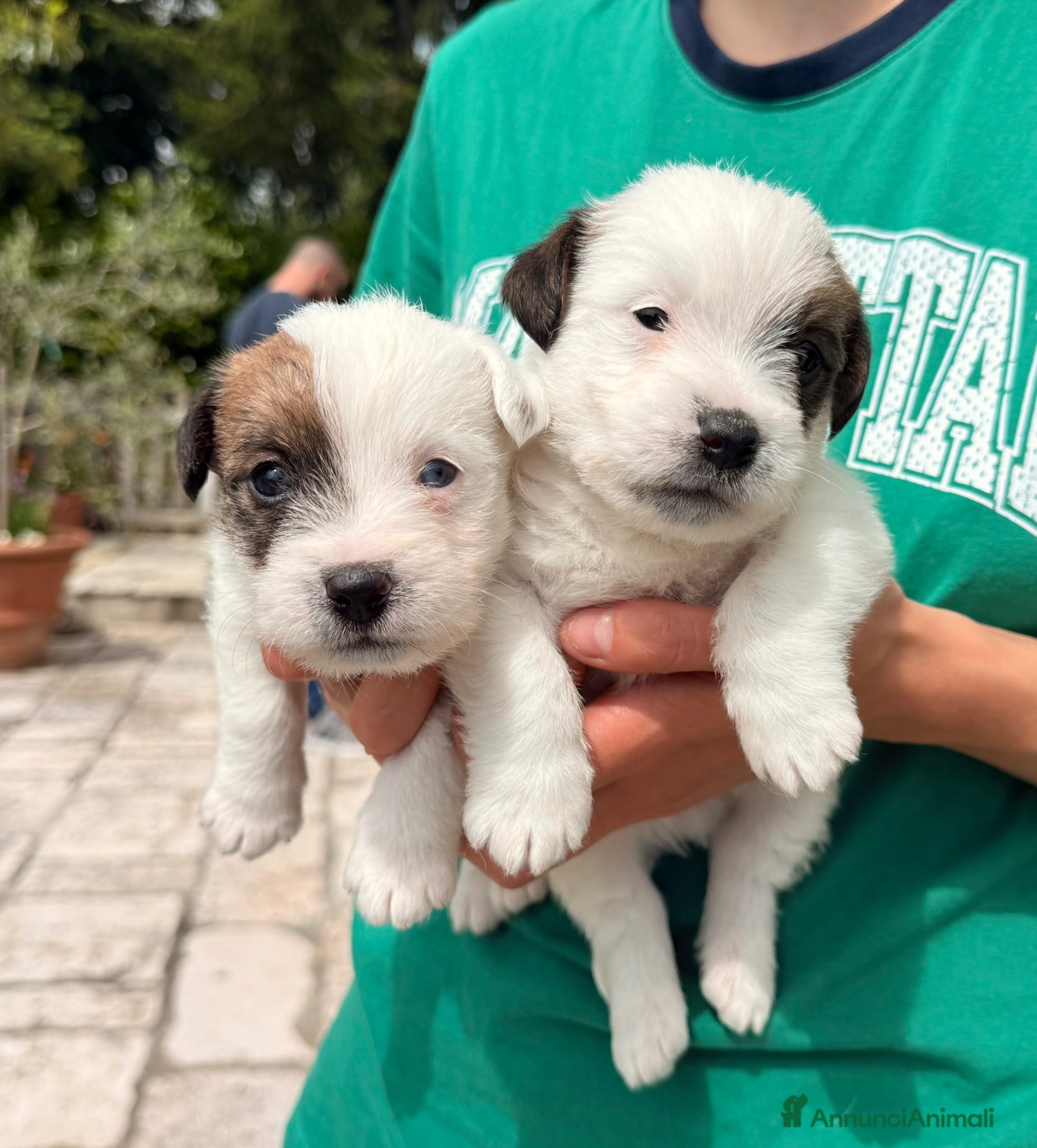 Jack Russell cani Maschi disponibile per la prenotazione - Annuncio 3