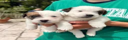 Jack Russell cani in vendita: Maschi disponibile per la prenotazione - Annuncio 1