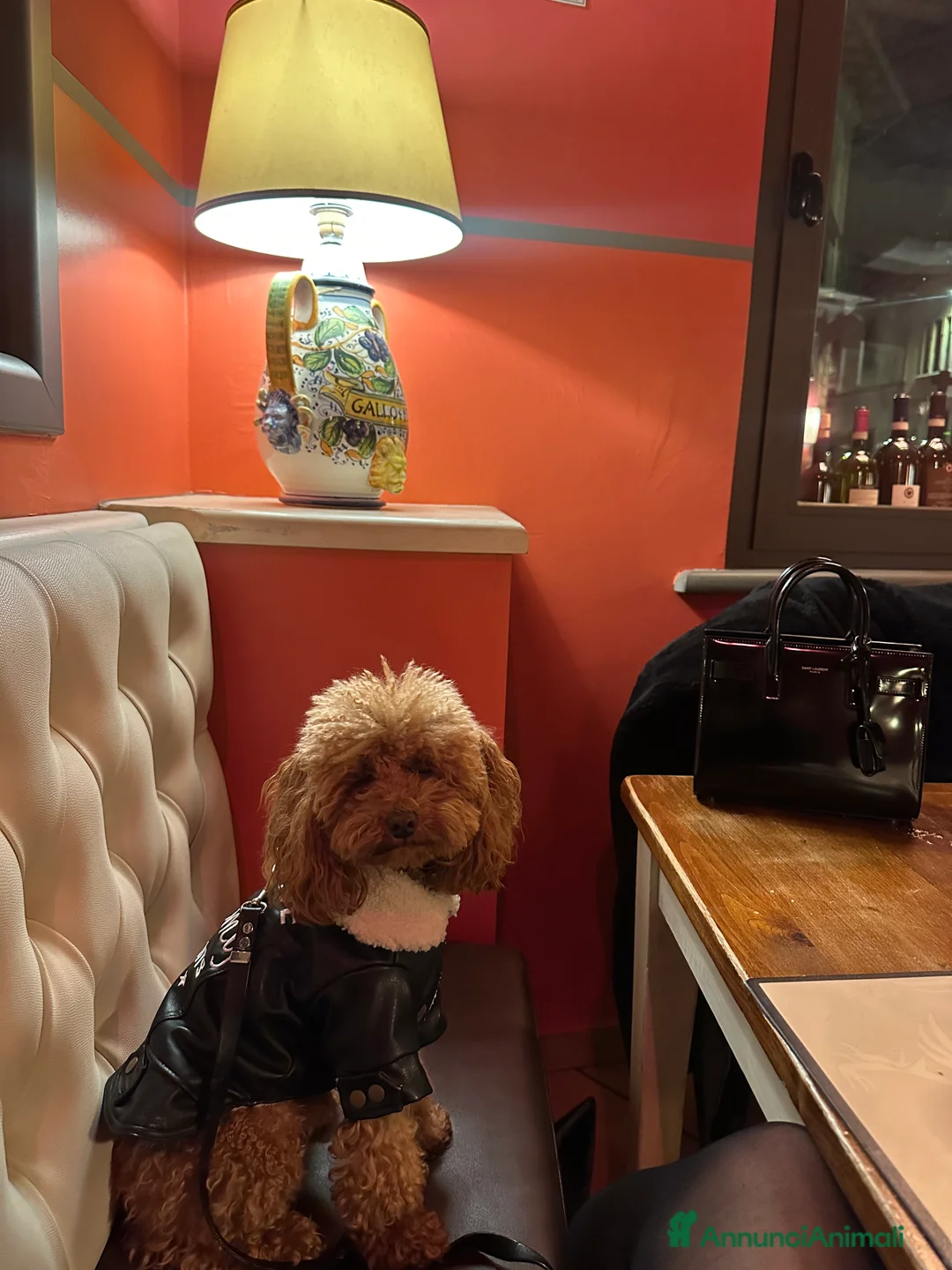 Barboncino Toy cani per accoppiamento: Zayn barboncino toy 3 kg red cerca fidanzatina - Annuncio 4