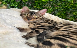 Bengala gatti in vendita: Gattina bengala colorazione WILD a Rome - Immagine 3