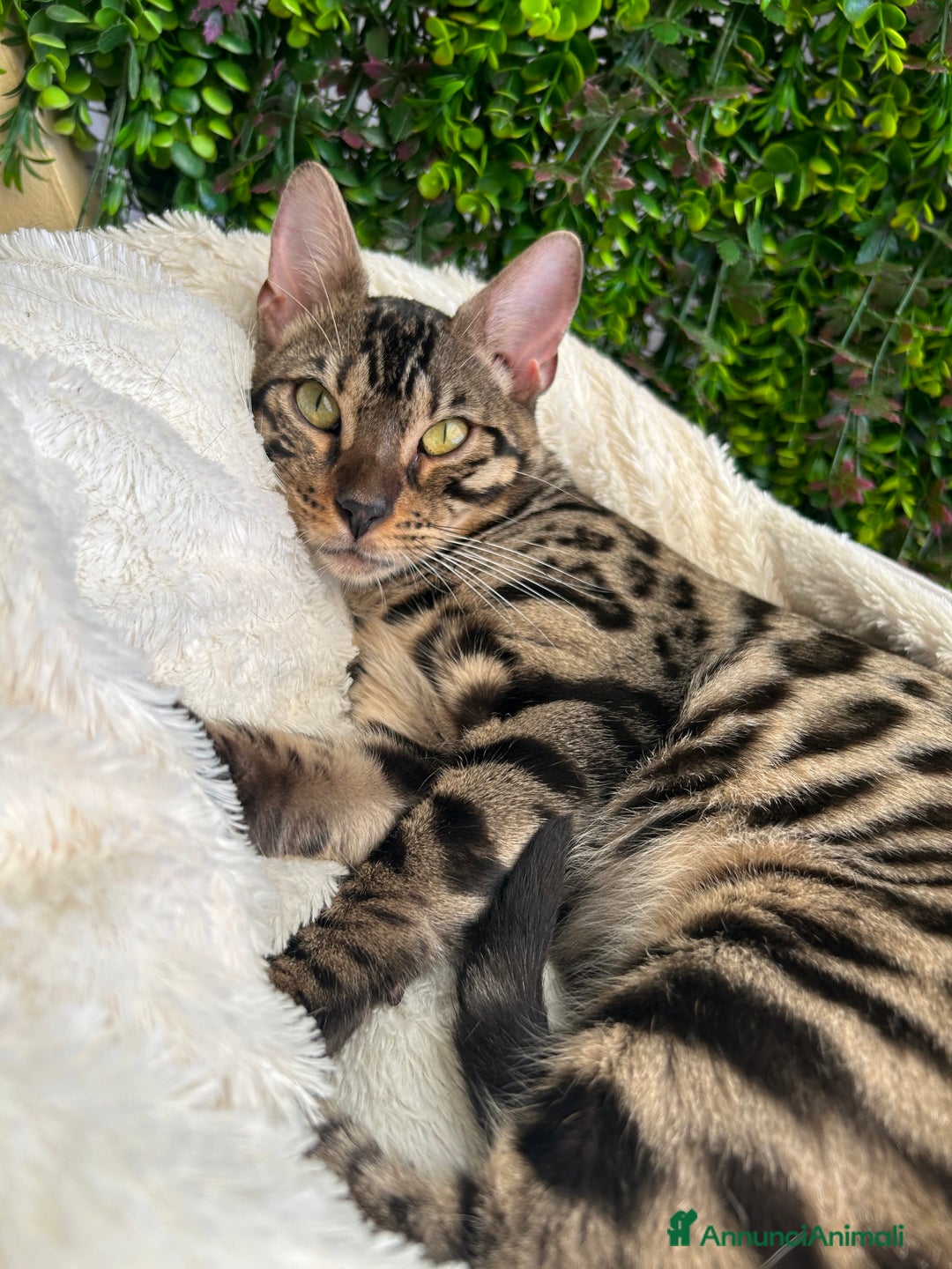 Bengala gatti in vendita: Gattina bengala colorazione WILD a Rome - Immagine 3