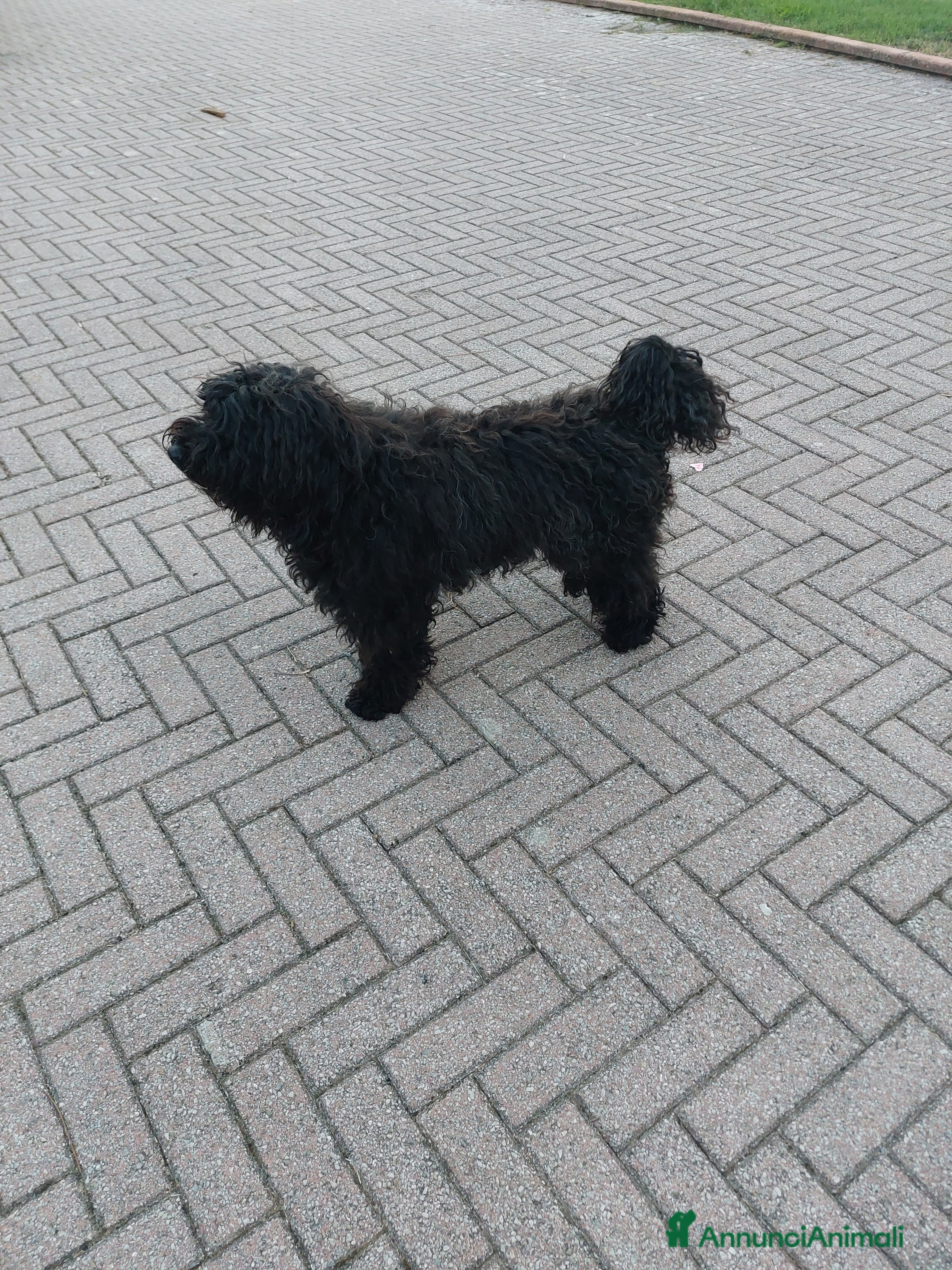 Tibetan Spaniel cani Tibetan Doodles  - Annuncio 2