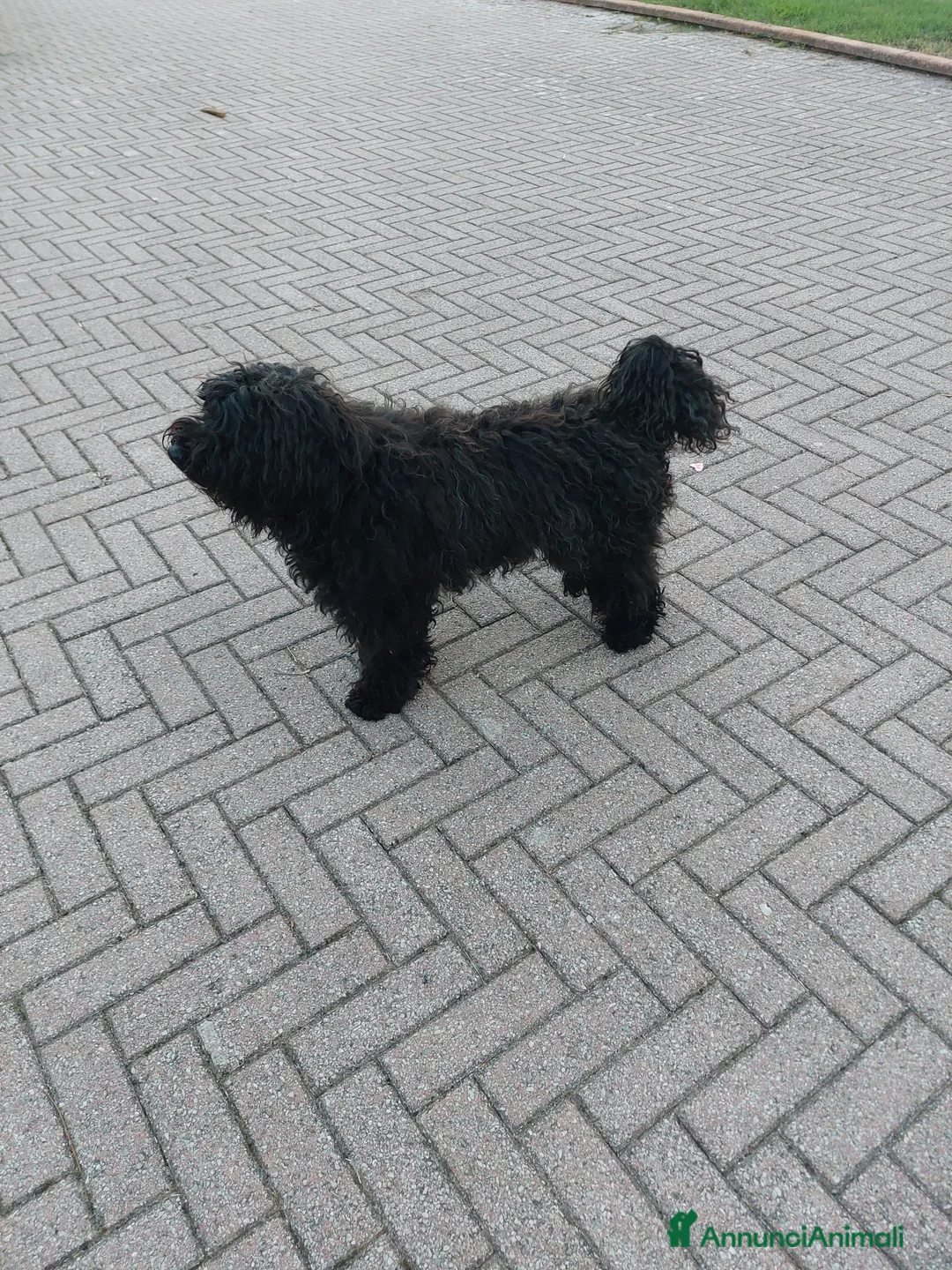 Tibetan Spaniel cani per accoppiamento: Tibetan Doodles  a Provincia di Pistoia - Annuncio 1