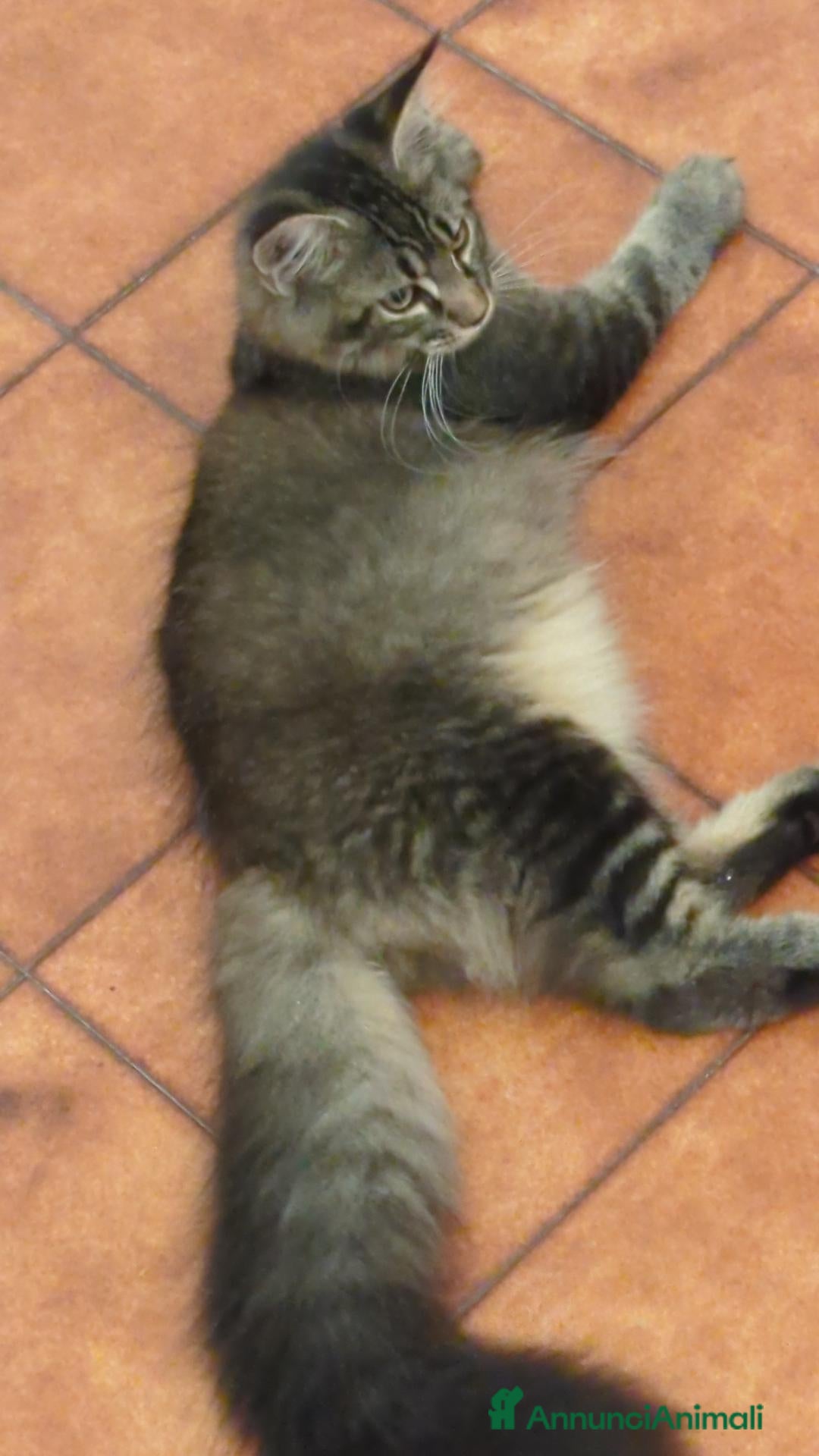 Maine Coon gatti Maine Coon - Annuncio 2