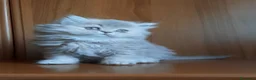 British gatti in vendita: Cucciolo British longhair  - Annuncio 2