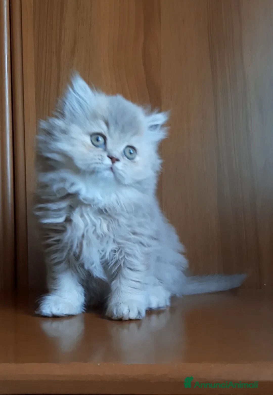 British gatti in vendita: Cucciolo British longhair  - Annuncio 2
