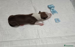 American Staffordshire cani in vendita: AMSTAFF DISPONIBILI  a Provincia del Sud Sardegna - Immagine 5
