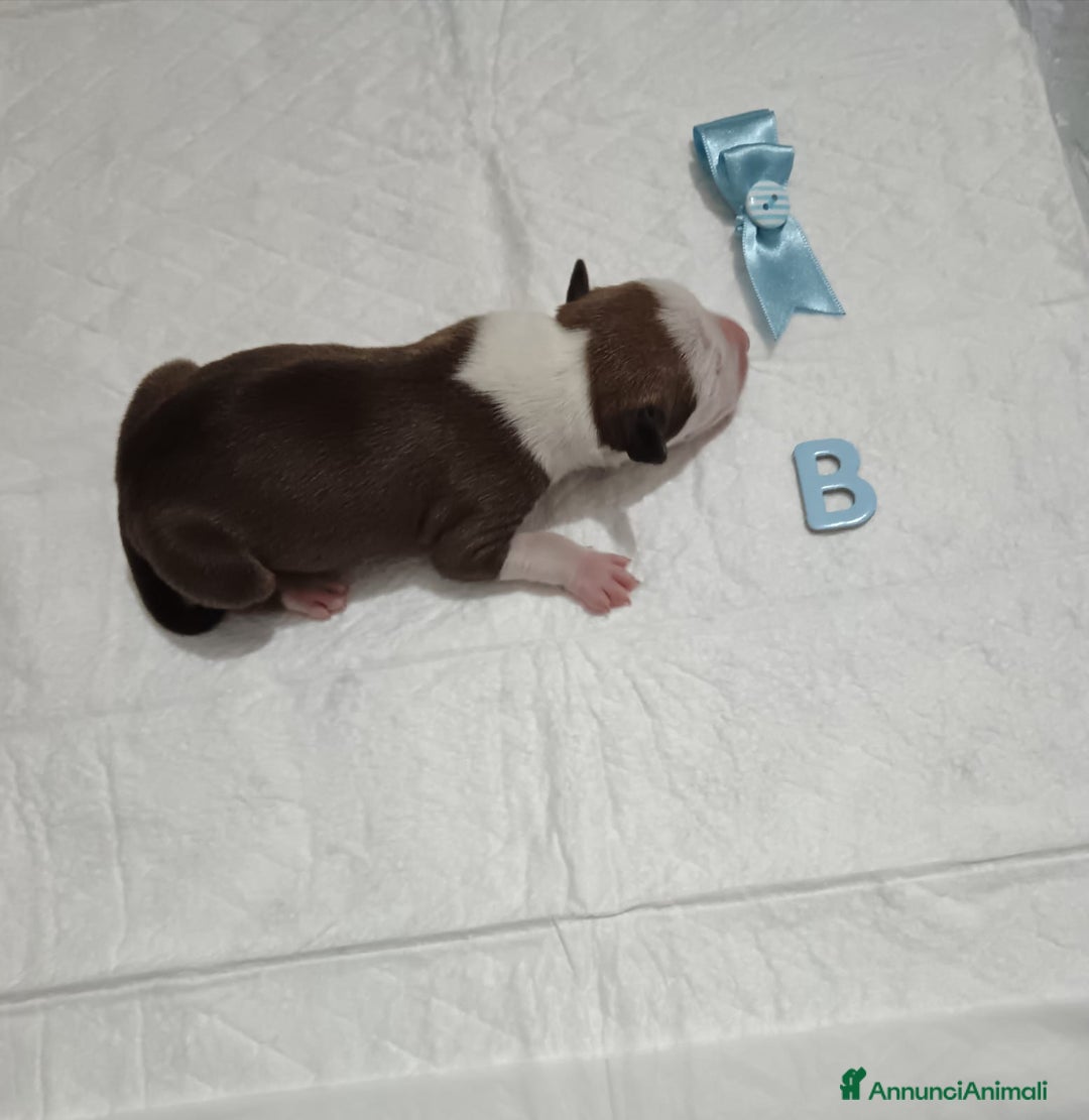 American Staffordshire cani in vendita: AMSTAFF DISPONIBILI  a Provincia del Sud Sardegna - Immagine 5