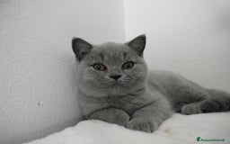 British gatti in vendita: British shorthair cuccioli  a Provincia di Verona - Immagine 5