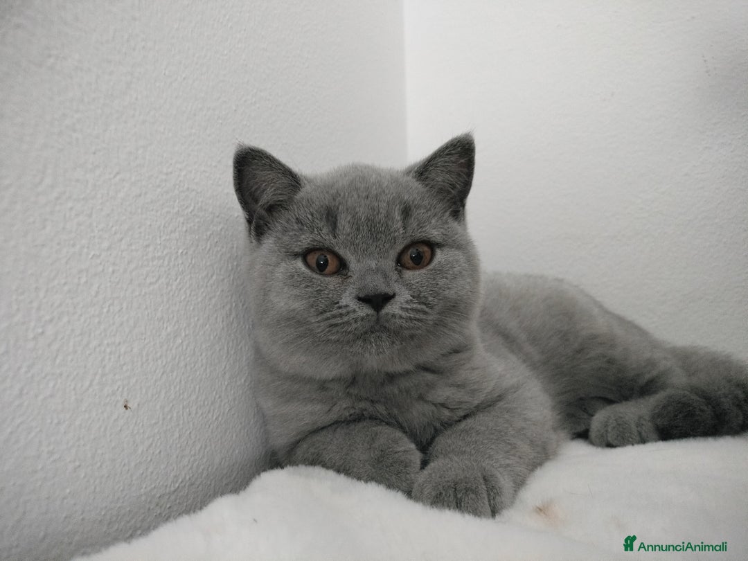British gatti in vendita: British shorthair cuccioli  a Provincia di Verona - Immagine 5