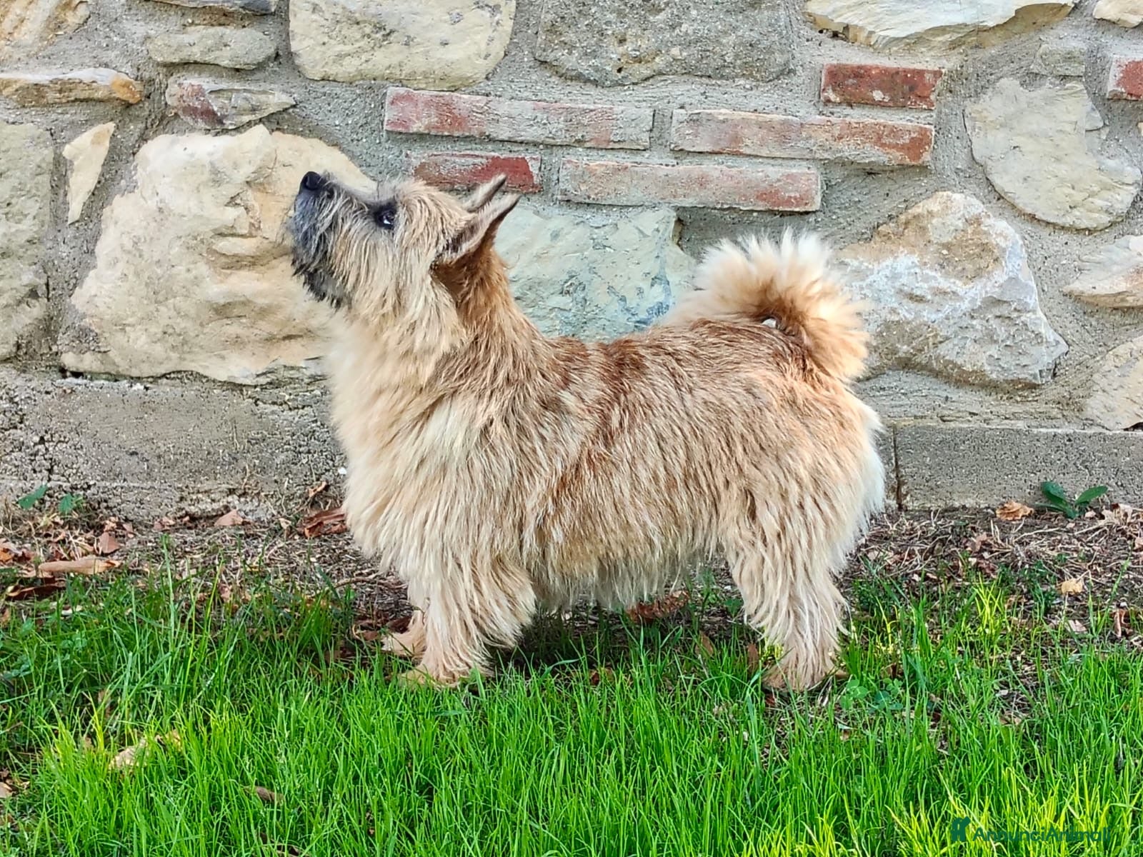 Norwich Terrier cani Cuccioli di Norwich Terrier  - Annuncio 1