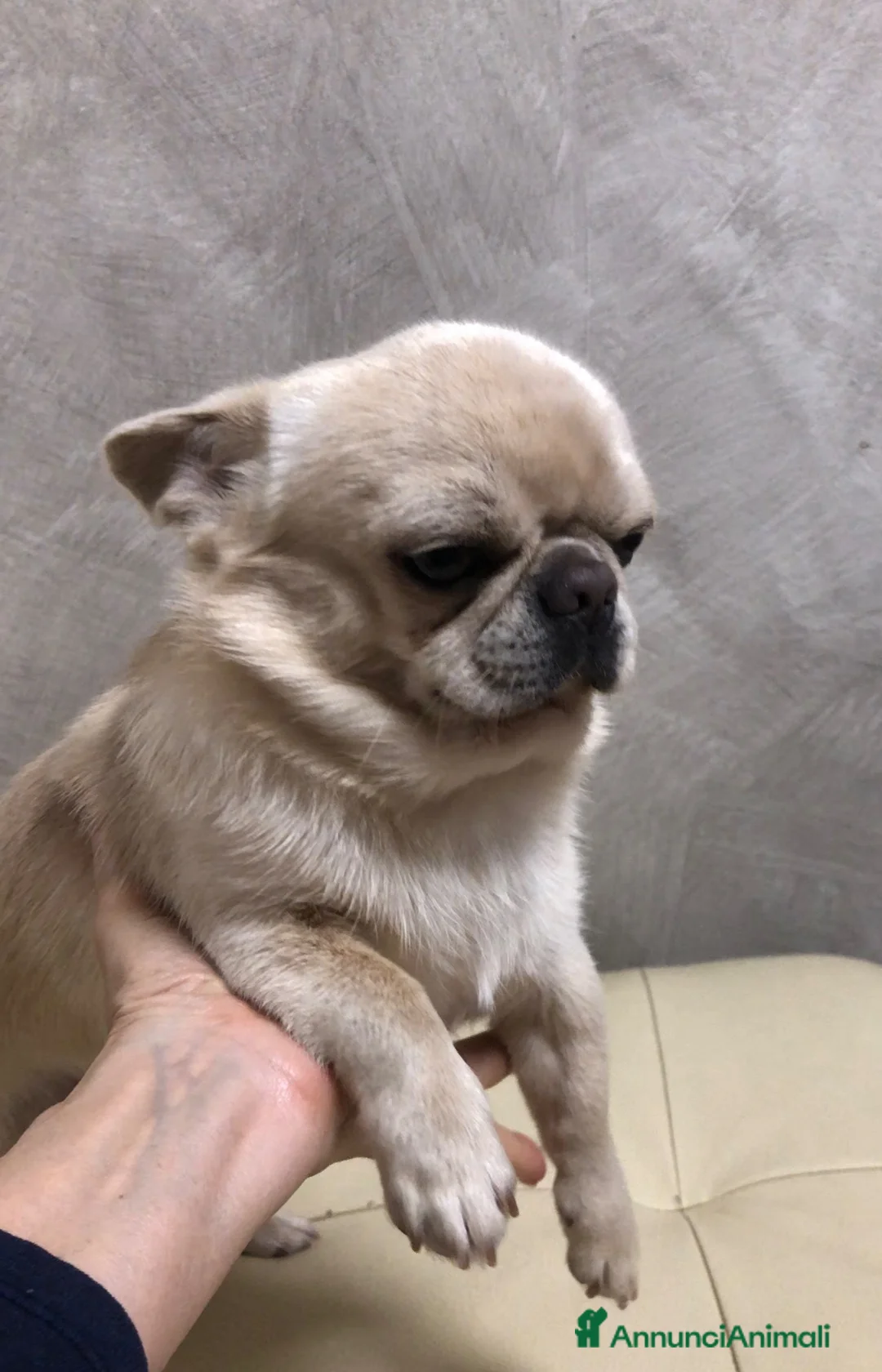 Chihuahua cani in vendita: Chihuahua maschietto  - Annuncio 13