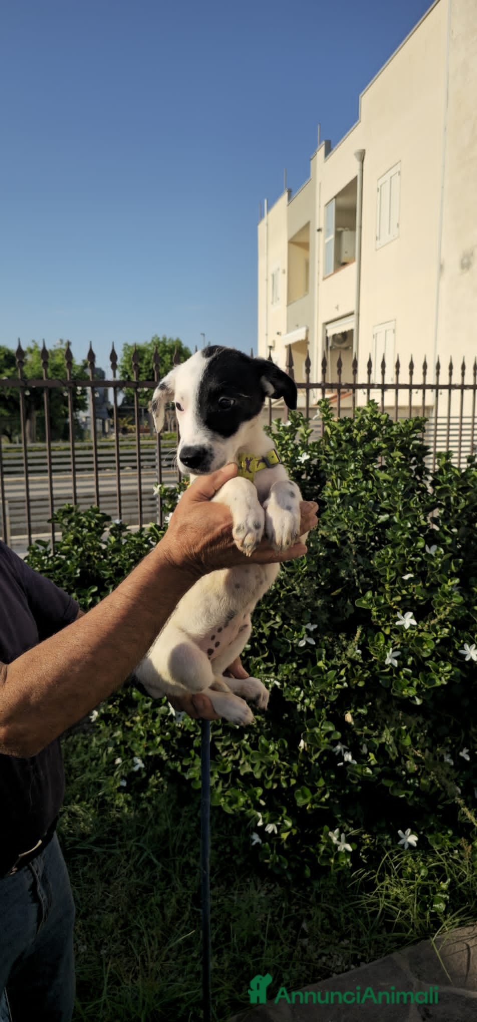 Meticcio cani in regalo: samantha e serena - Annuncio 2
