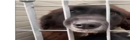 Meticcio cani in regalo: LISA NON SI RASSEGNA AL CANILE - Annuncio 1