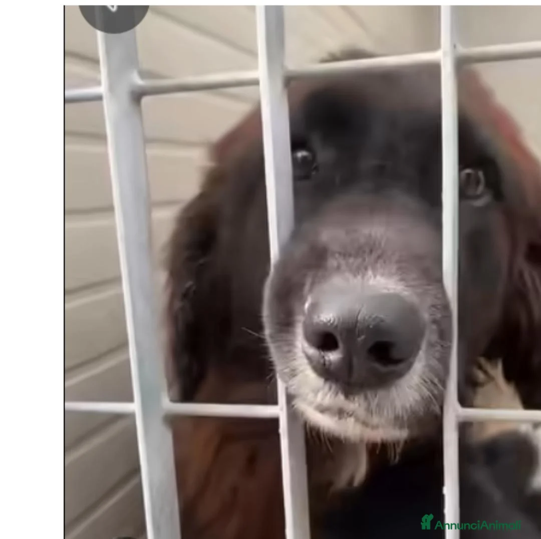 Meticcio cani in regalo: LISA NON SI RASSEGNA AL CANILE - Annuncio 1