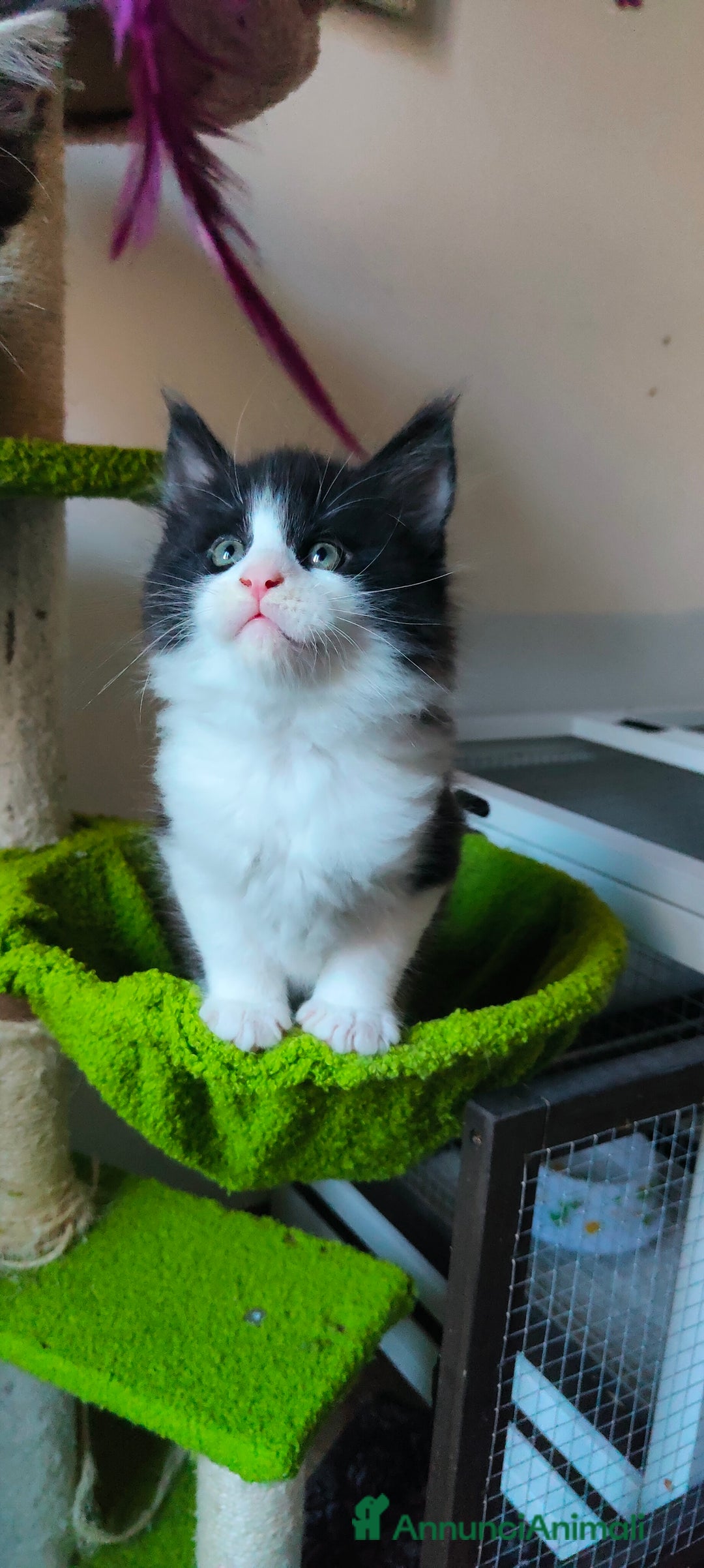 Maine Coon gatti in vendita: piccoli giganti Cattery - Annuncio 27