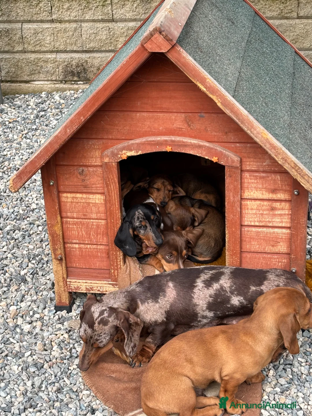 Bassotto cani in vendita: Bassotto Kaninchen - Annuncio 7