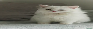 Gattino 2