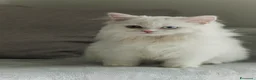 Scottish gatti in vendita: Gattine highland straight - Annuncio 6