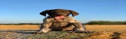 Bracco cani in vendita: Cucciolo Bracco Tedesco  a Provincia di Alessandria - Annuncio 3
