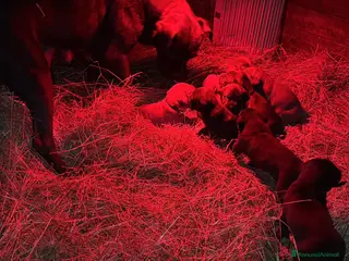 Cane Corso cani Cane corso maschietto nero - Annuncio 1