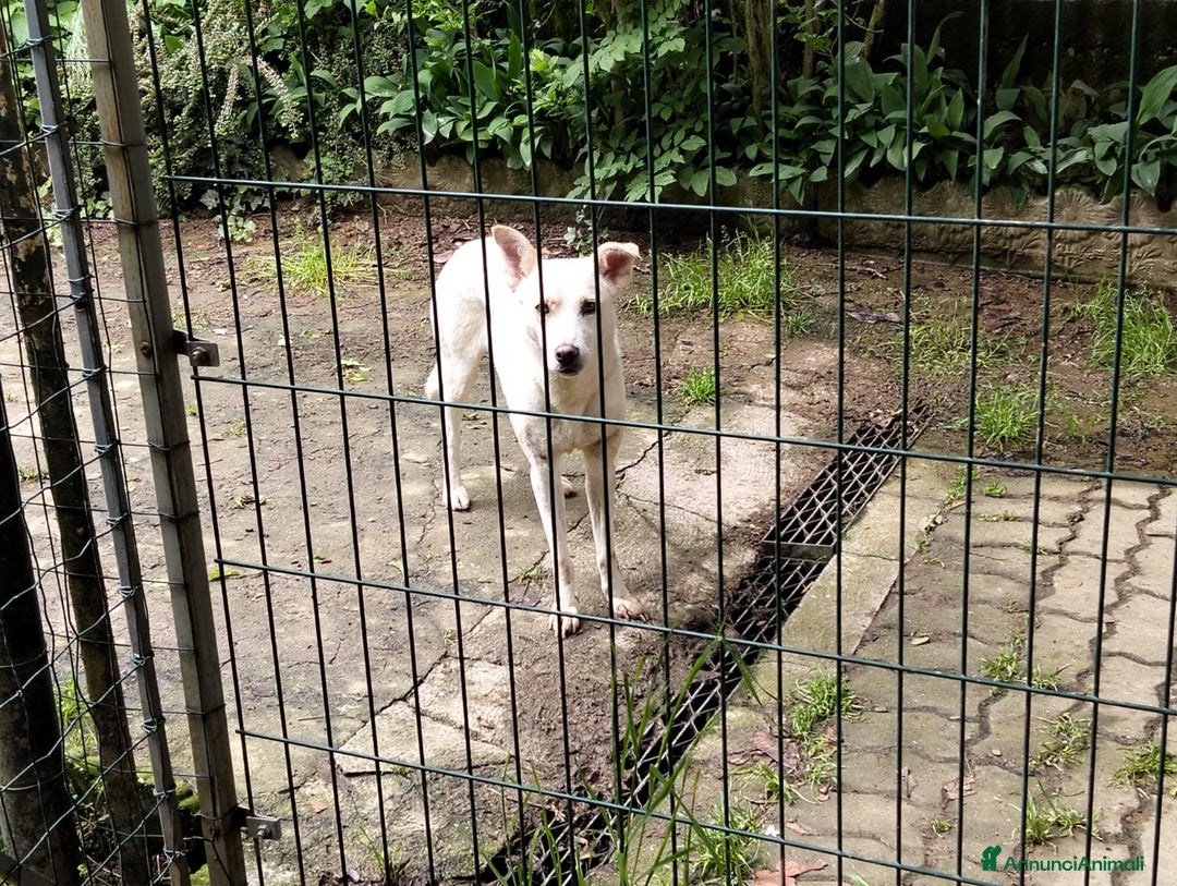 Meticcio cani in regalo: ALICE  a Città Metropolitana di Torino - Immagine 15