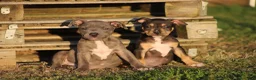 Pitbull cani in vendita: Pit Bull con pedigree anche a rate  - Annuncio 8