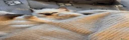 Ragdoll gatti in vendita: Ragdoll  - Annuncio 5