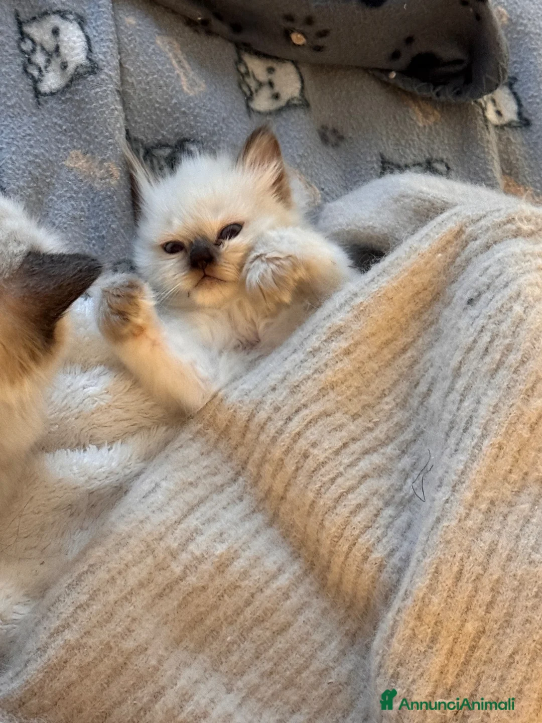 Ragdoll gatti in vendita: Ragdoll  - Annuncio 5