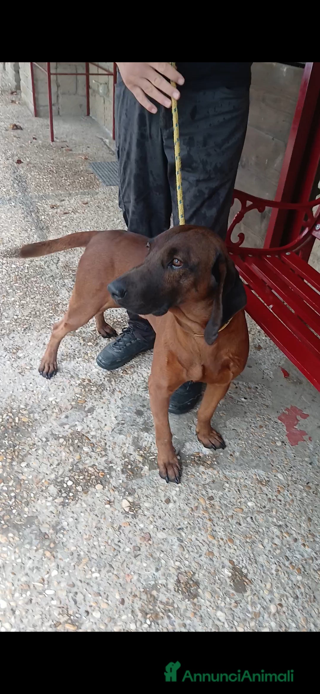 Meticcio cani in regalo: ROCCO CANE ROSSO DI BAVIERA CERCA CASA - Annuncio 4