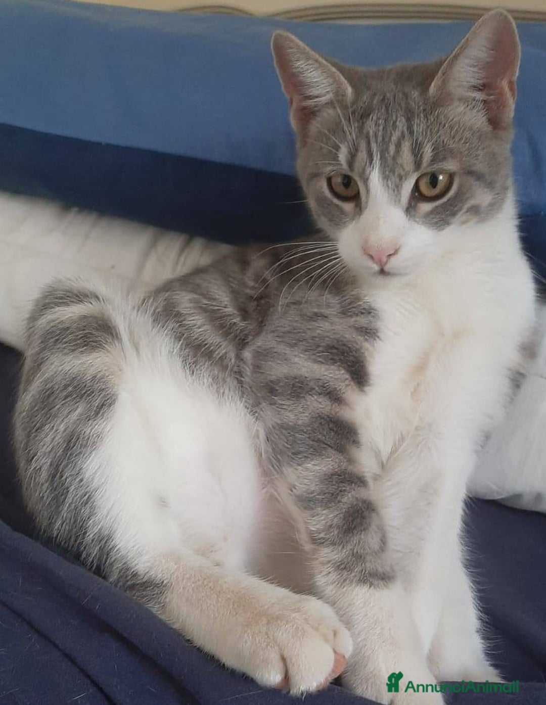 Europeo gatti in regalo: DENNY, adorabile gattino in adozione! - Annuncio 2