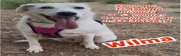 Meticcio cani in regalo: WILMA 🩷 non ha mai avuto una vera casa 🥺 a Provincia di Asti - Annuncio 1