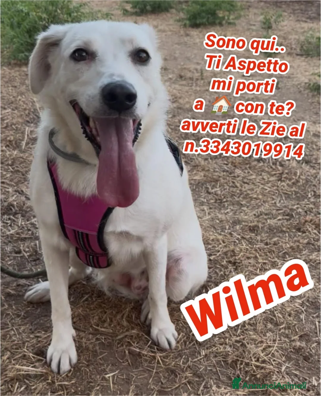 Meticcio cani in regalo: WILMA 🩷 non ha mai avuto una vera casa 🥺 a Provincia di Asti - Annuncio 1