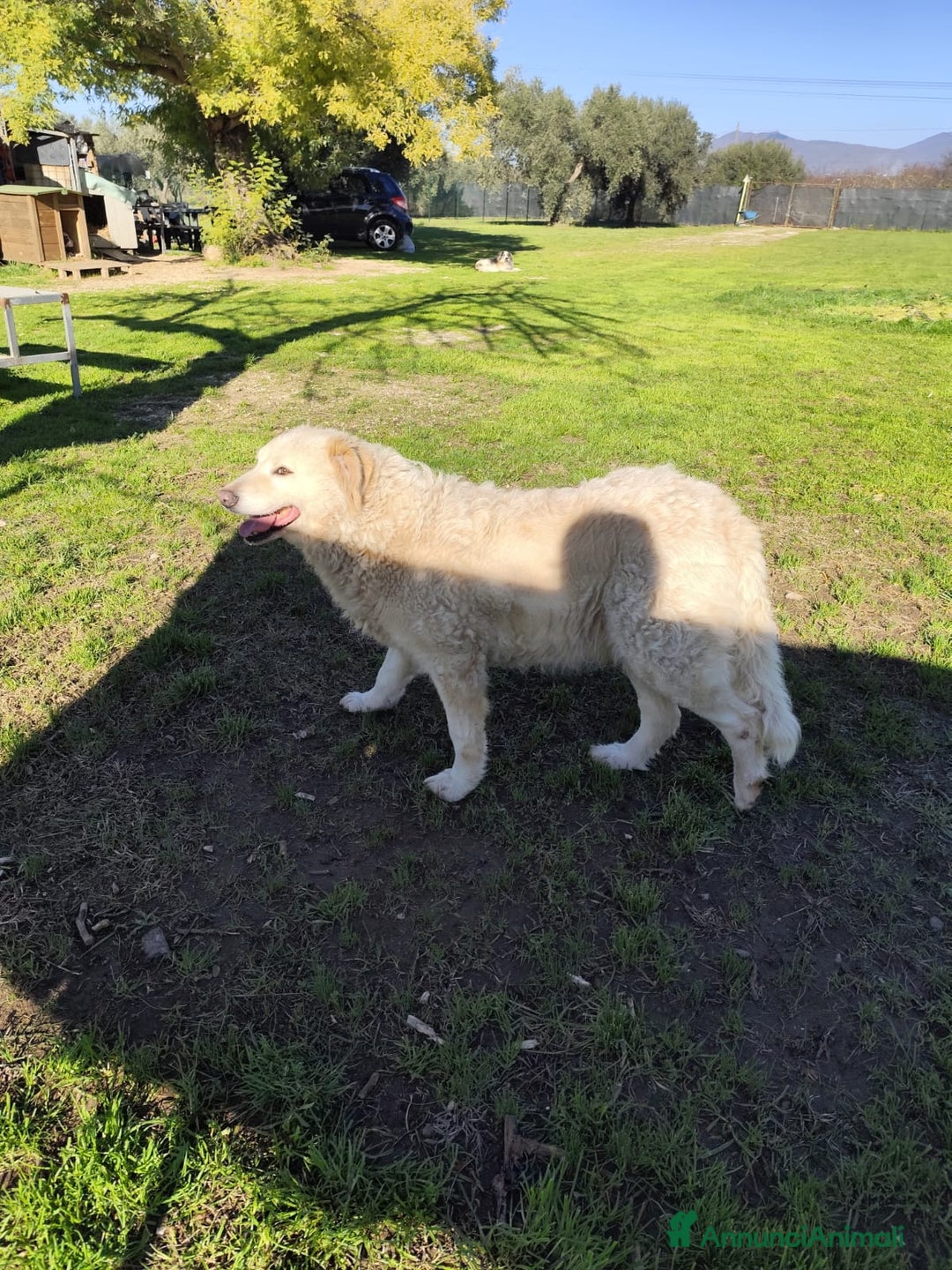 Pastore Maremmano cani in regalo: BLANCA pastore maremmano femmina⁹ - Annuncio 4