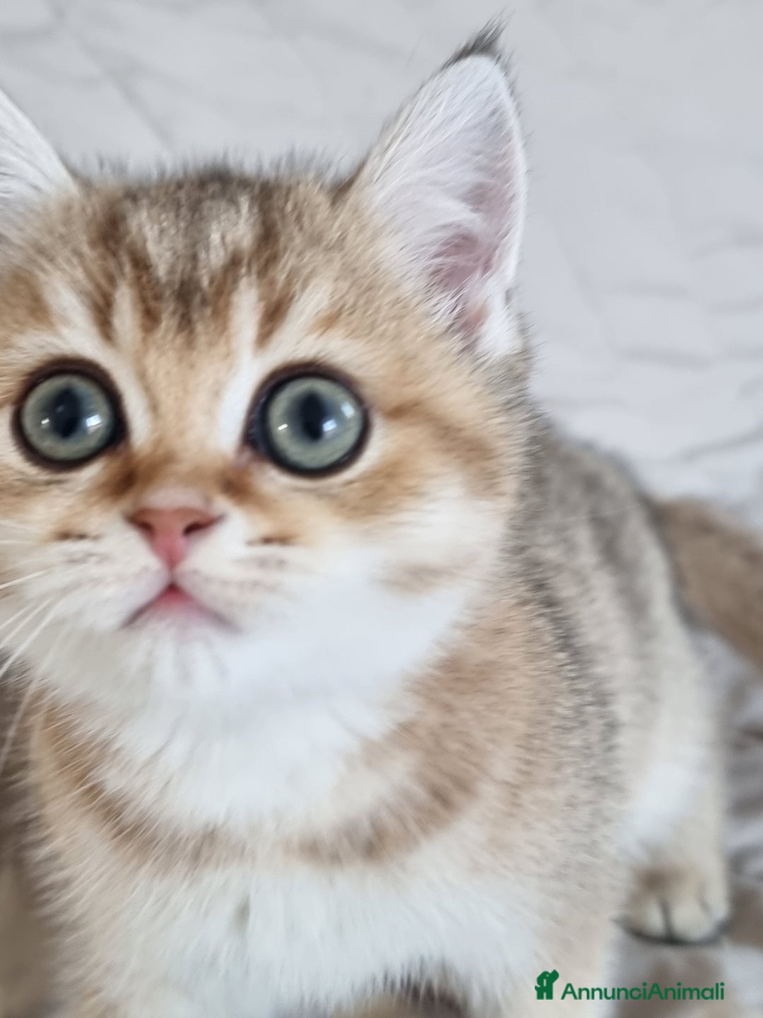 Scottish gatti in vendita: Scottish Straight con Pedigree  - Annuncio 6