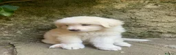 Pastore Maremmano cani in vendita: Cuccioli Pastore Maremmano Abruzzese - Annuncio 3