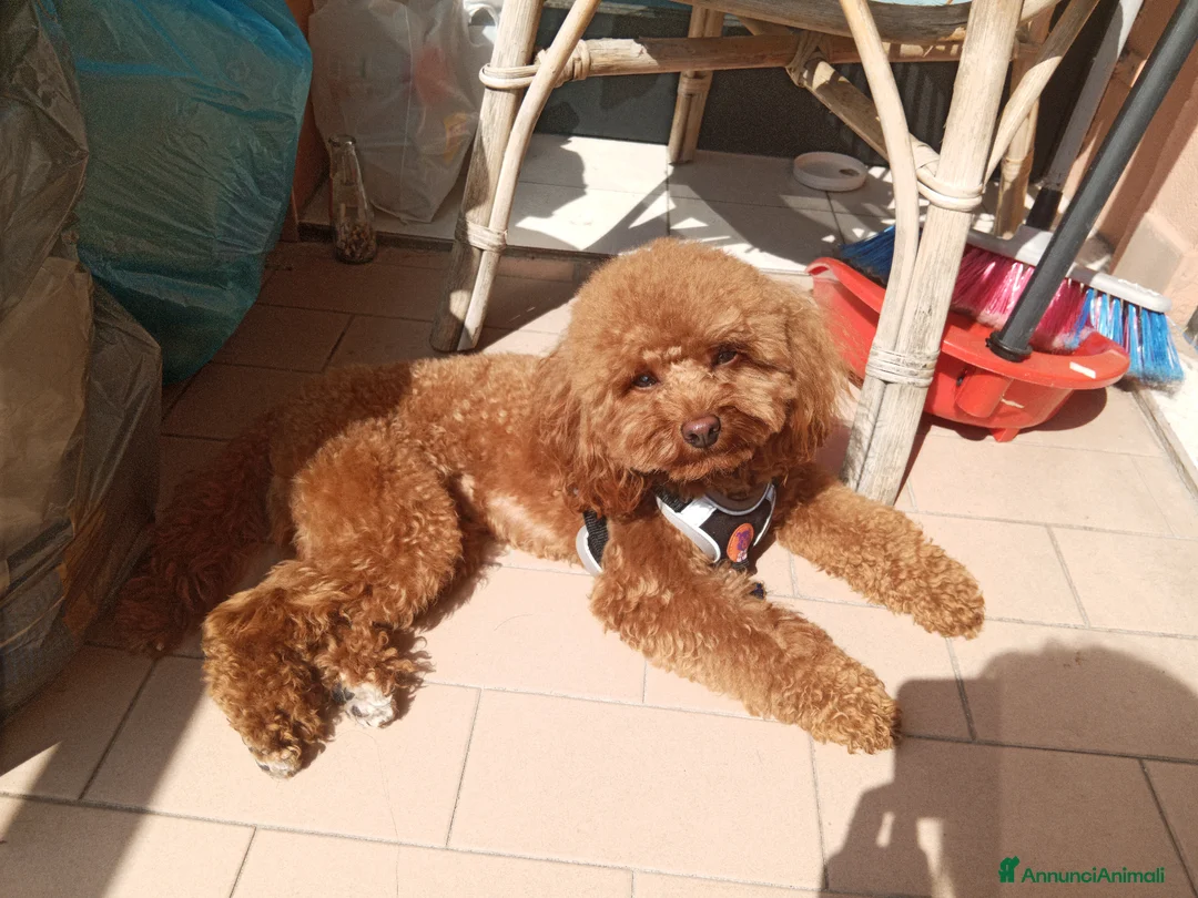 Barboncino Toy cani per accoppiamento: Barboncino Toy per monta  a Provincia di Piacenza - Annuncio 1