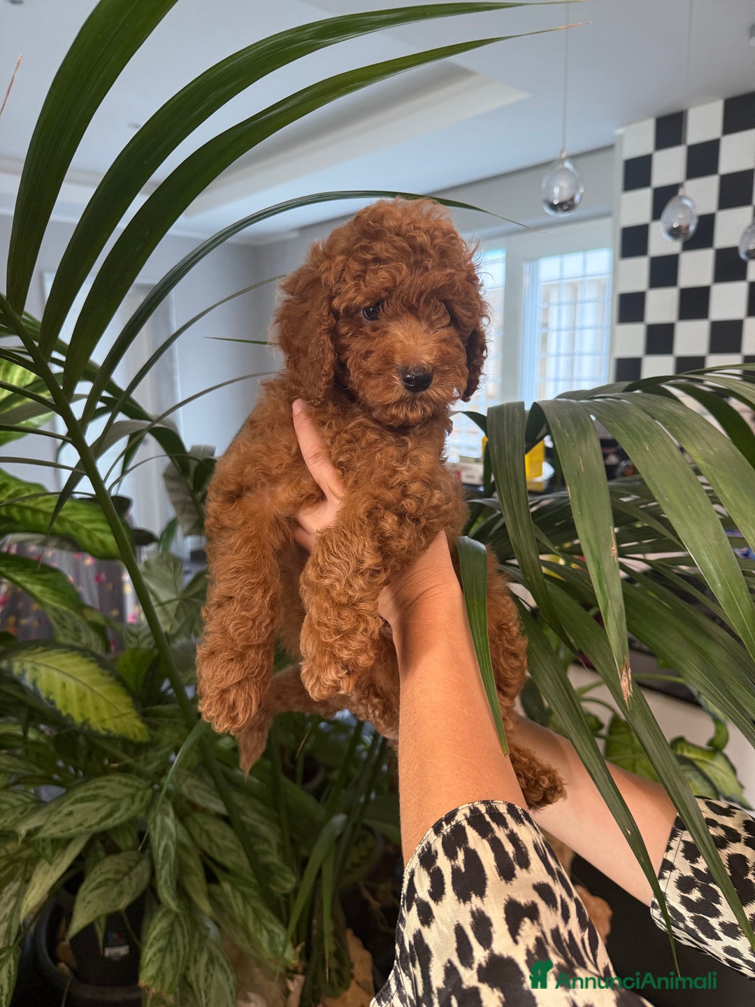 Barboncino cani in vendita: Barboncini nanetti 🐩🐩🐩 - Immagine 7